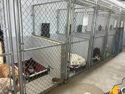 Climate-controlled secure boarding kennels with CCTV at our Nerang facility