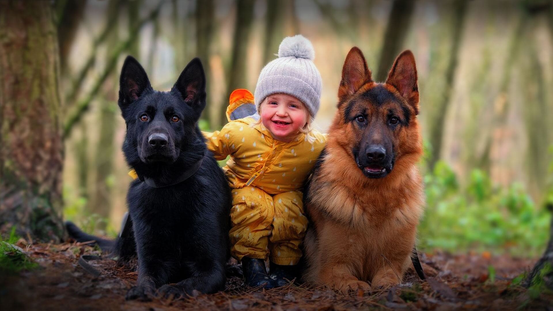 Family protection-trained German Shepherd lying gently beside young children at home