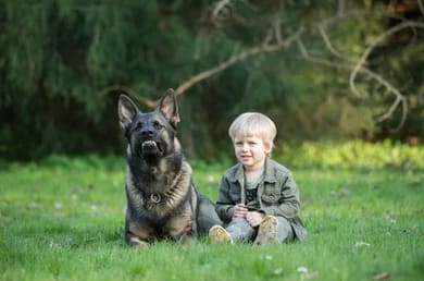 Working line German Shepherd resting calmly with a child