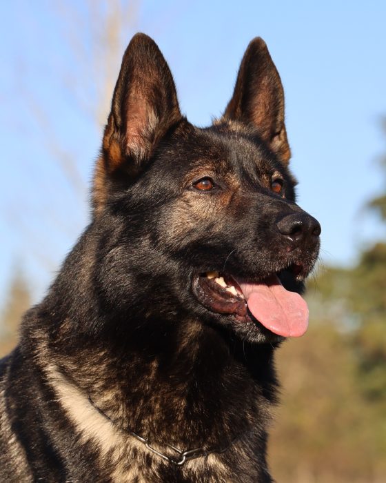 Dark sable DDR East German Shepherd in side profile
