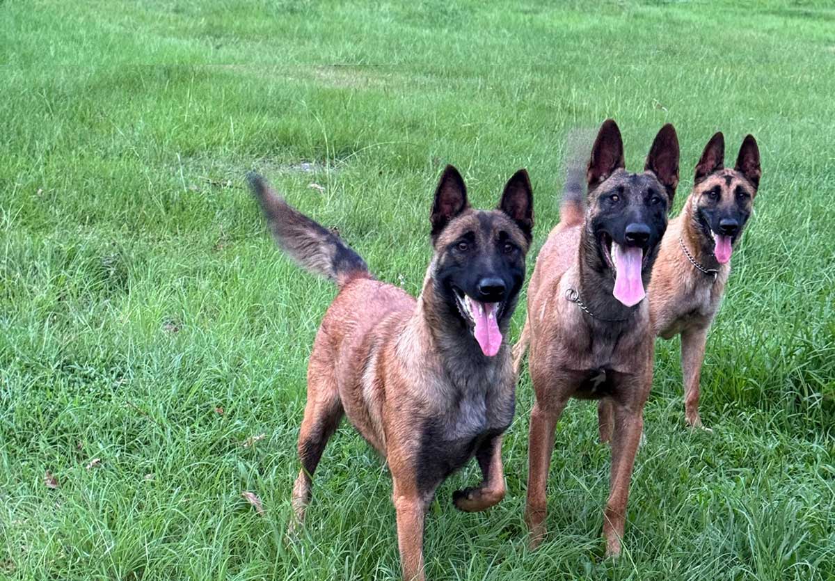 Belgian Malinois portrait showing classic mahogany coat and black mask