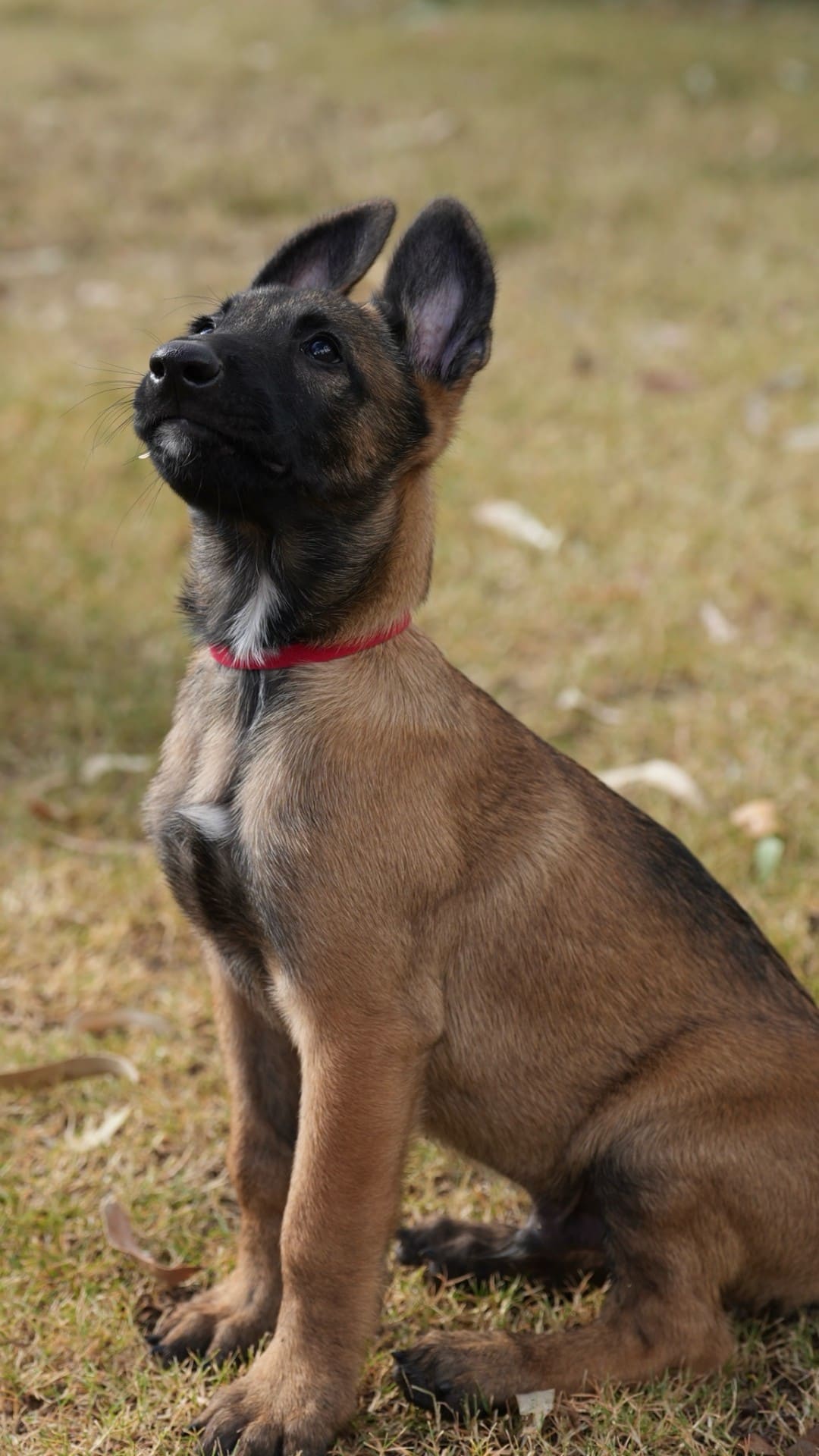 Belgian Malinois puppy holding a clean sit during foundation training