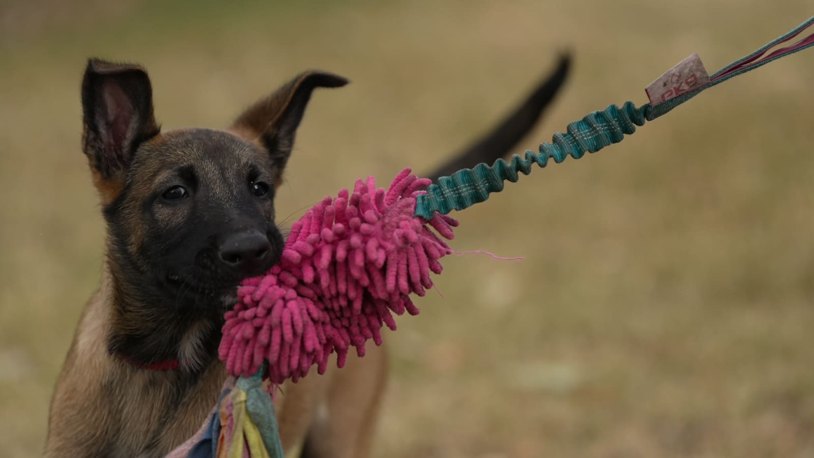 Belgian Malinois puppy building grip and drive on a tug