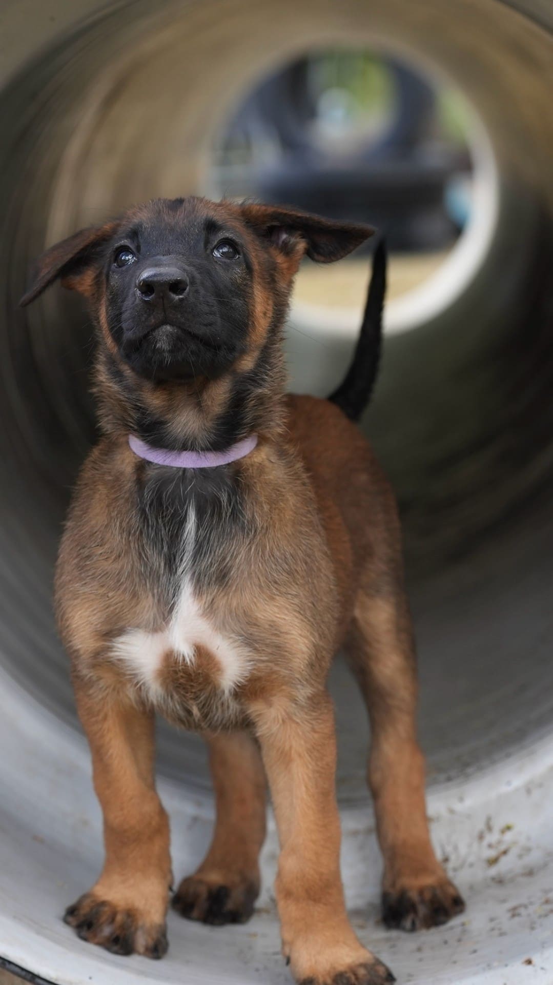 Belgian Malinois puppy working a tunnel for environmental confidence