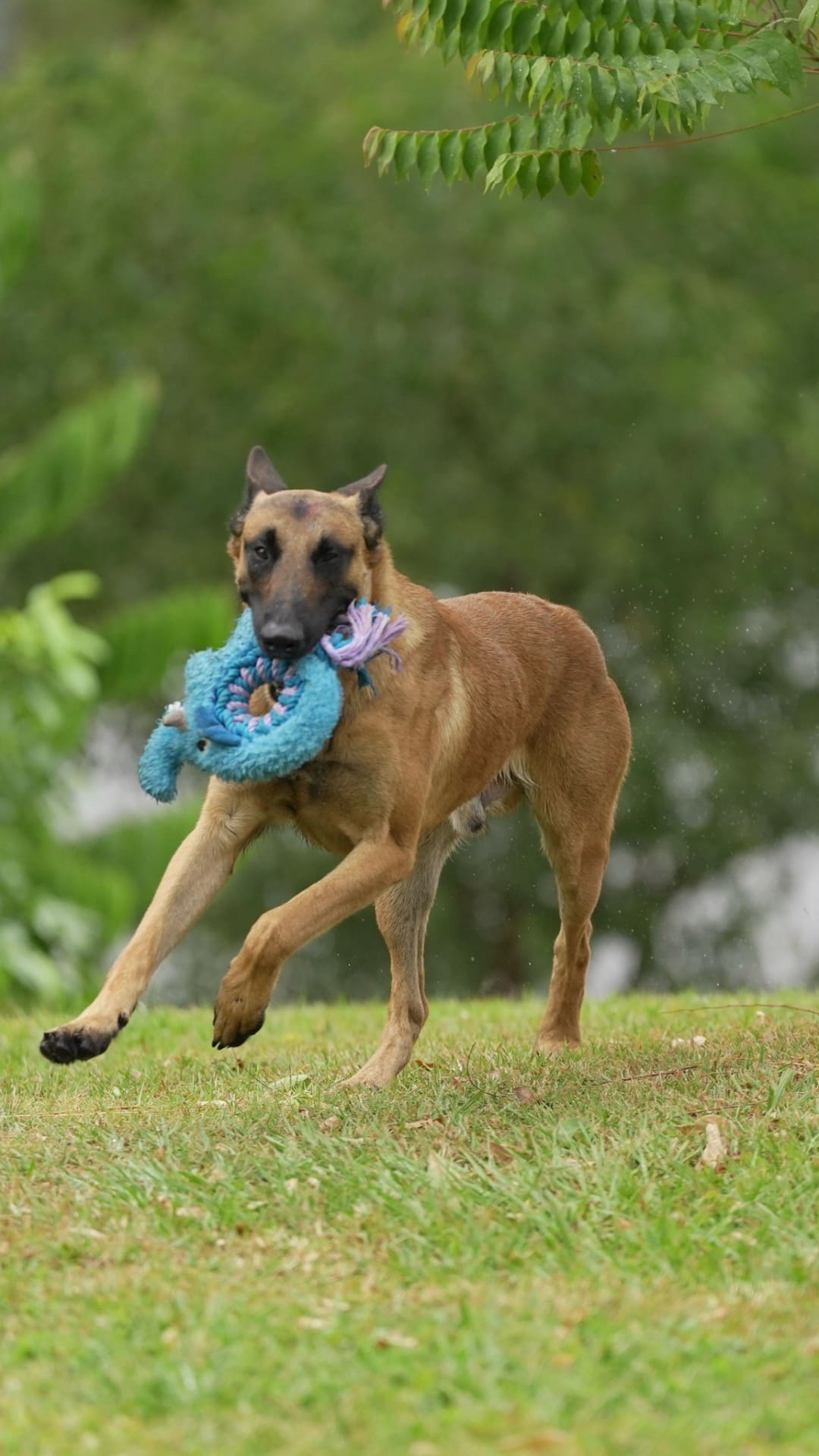 Belgian Malinois running with a tug toy in prey drive
