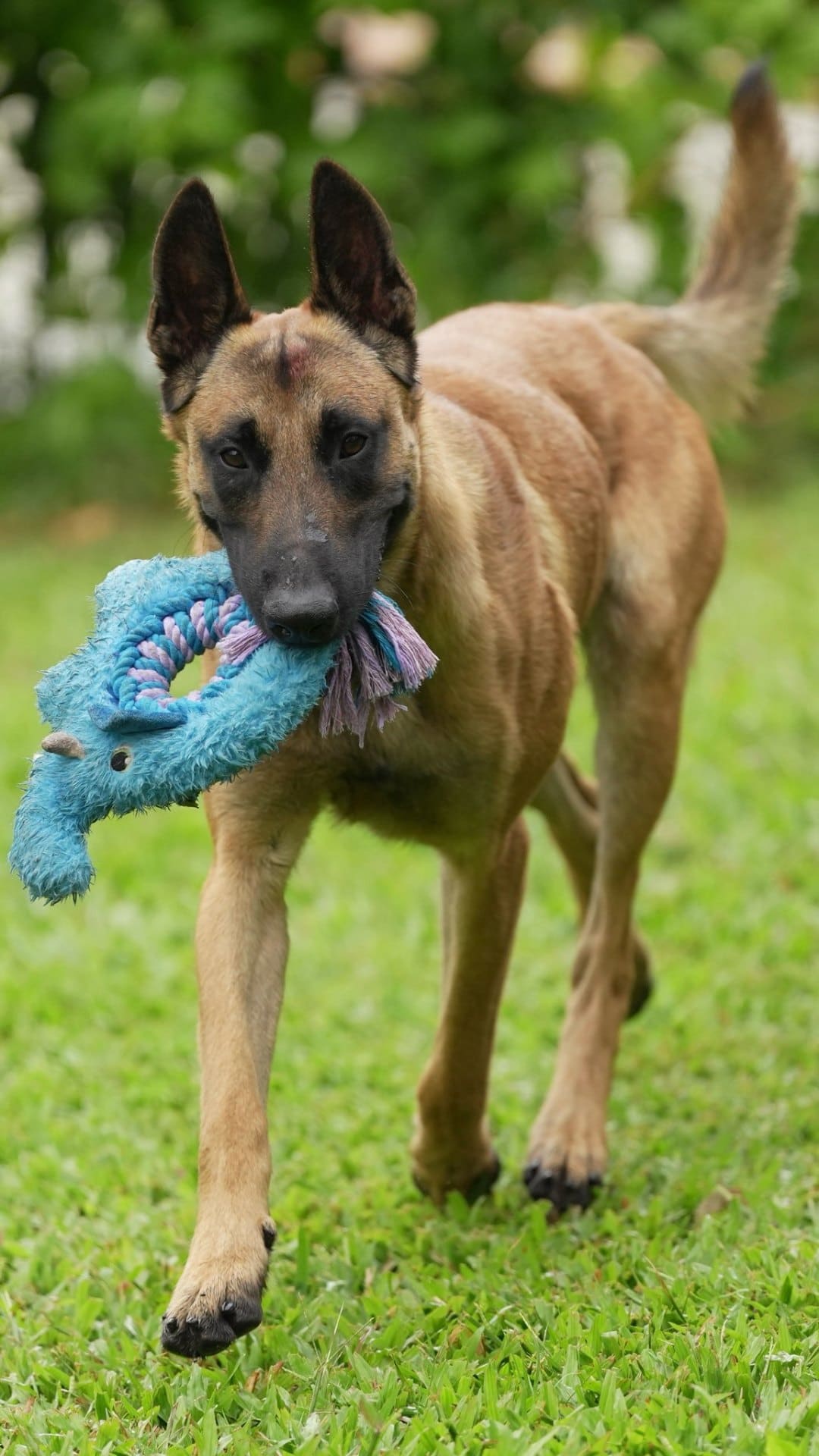 Belgian Malinois walking with toy reward after obedience session
