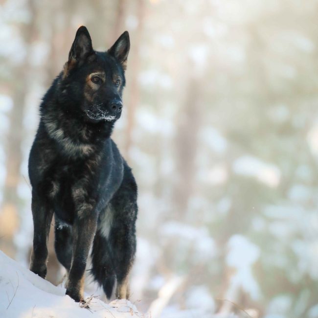 Working line German Shepherd puppy from a health-tested litter currently available at The Watch Dog Den