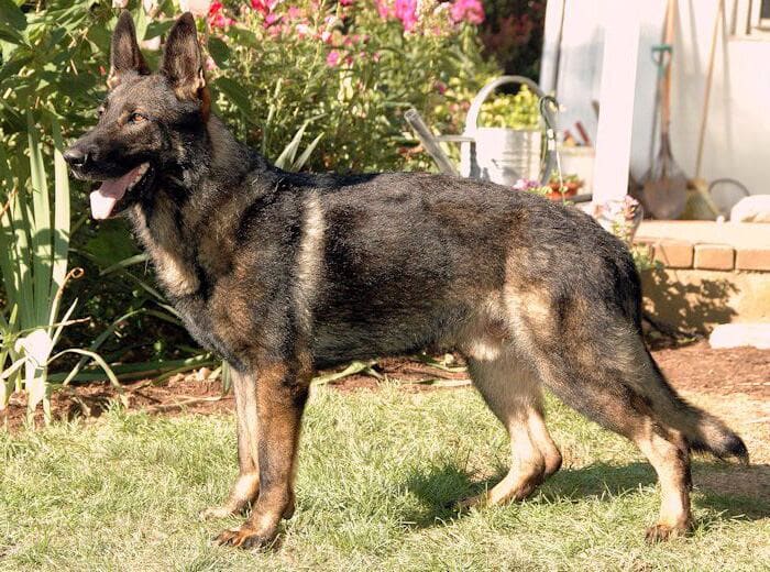 Working line German Shepherd standing alert outdoors