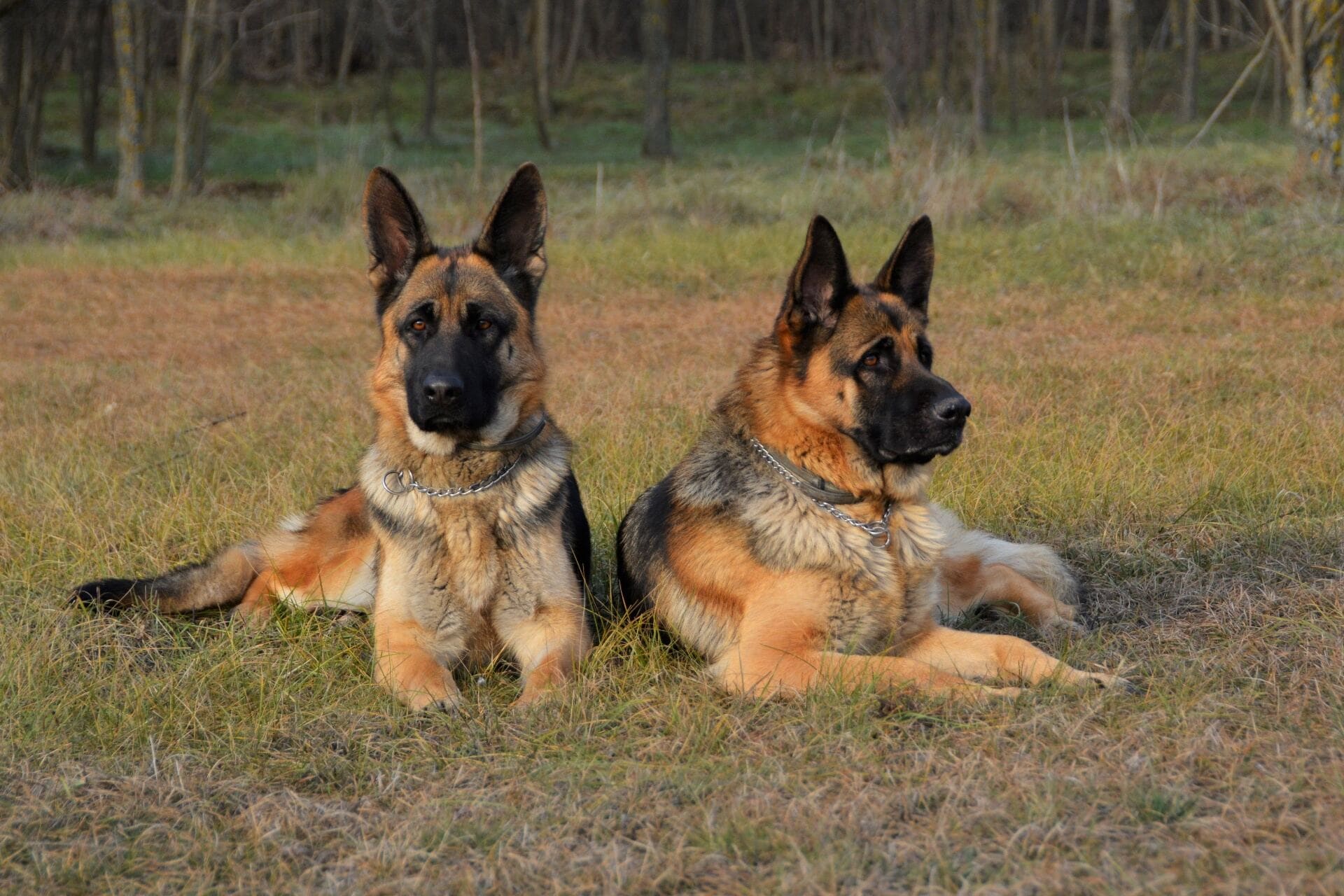 Pair of adult DDR working line German Shepherds standing side by side outside the Nerang training facility