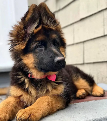 Working line German Shepherd puppy with alert ears, photographed at The Watch Dog Den's Gold Coast facility