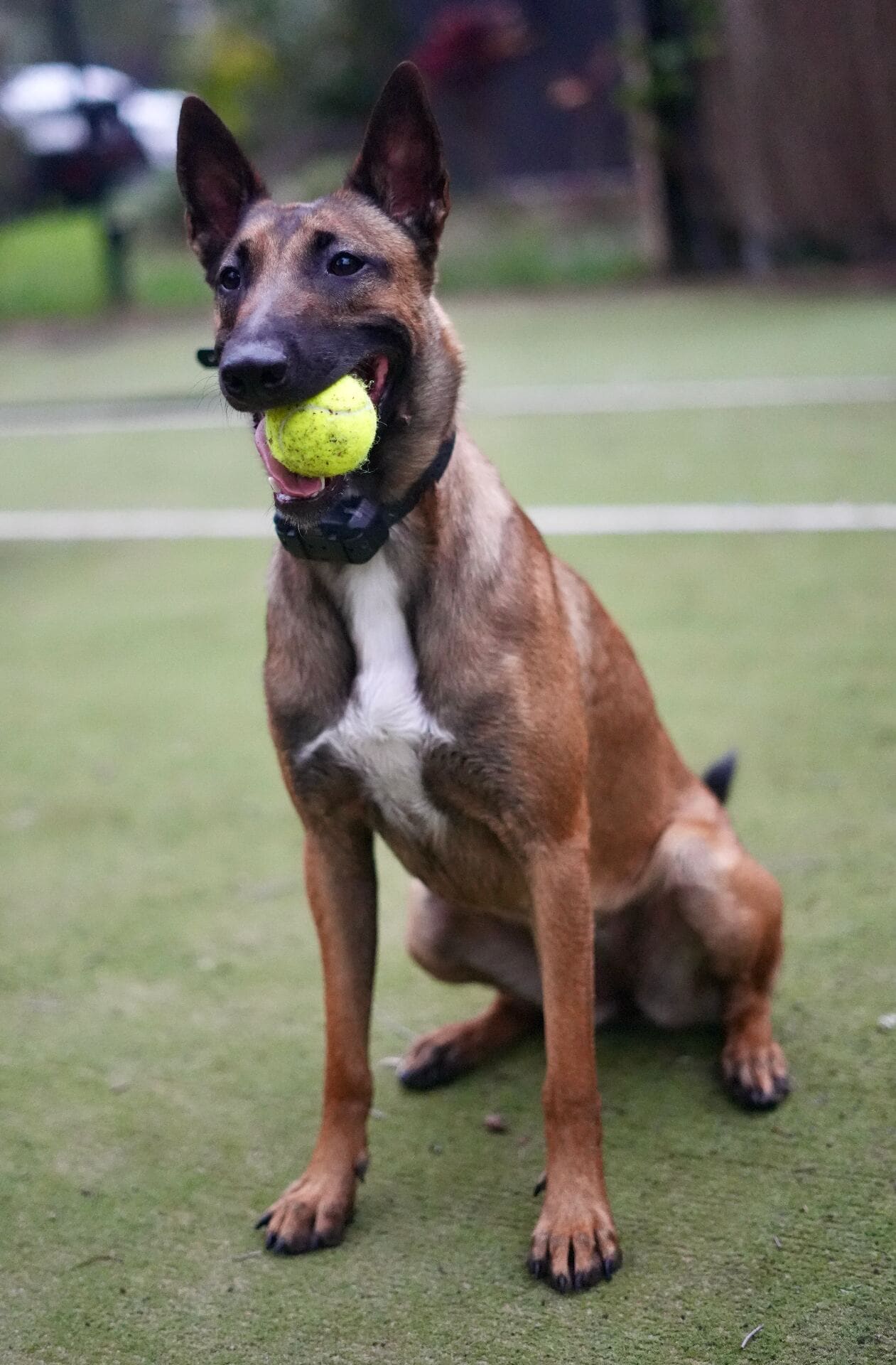 Belgian Malinois carrying a tennis ball during retrieve drive work