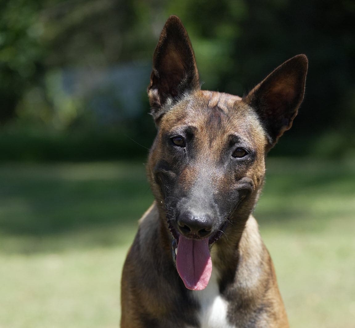 Belgian Malinois working line specialist dog photographed at The Watch Dog Den Gold Coast facility