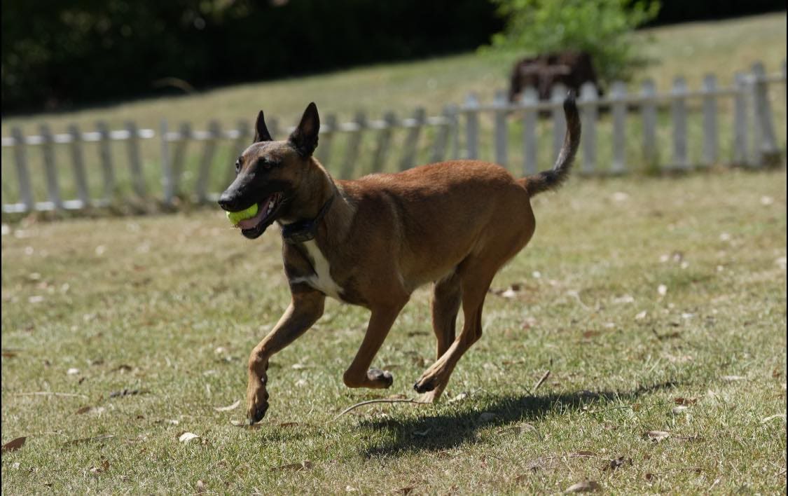 Belgian Malinois sprinting at full speed across the training yard during protection drive work