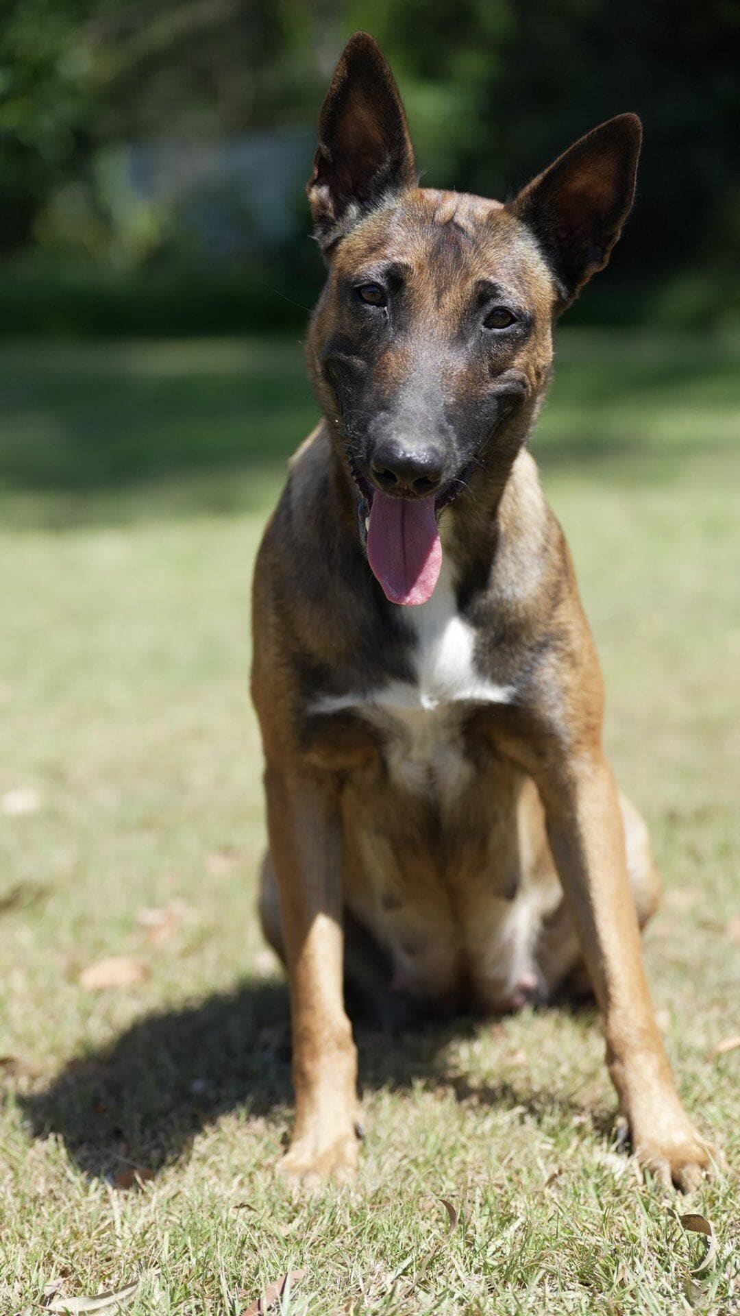 Working line Belgian Malinois sitting attentively for the handler