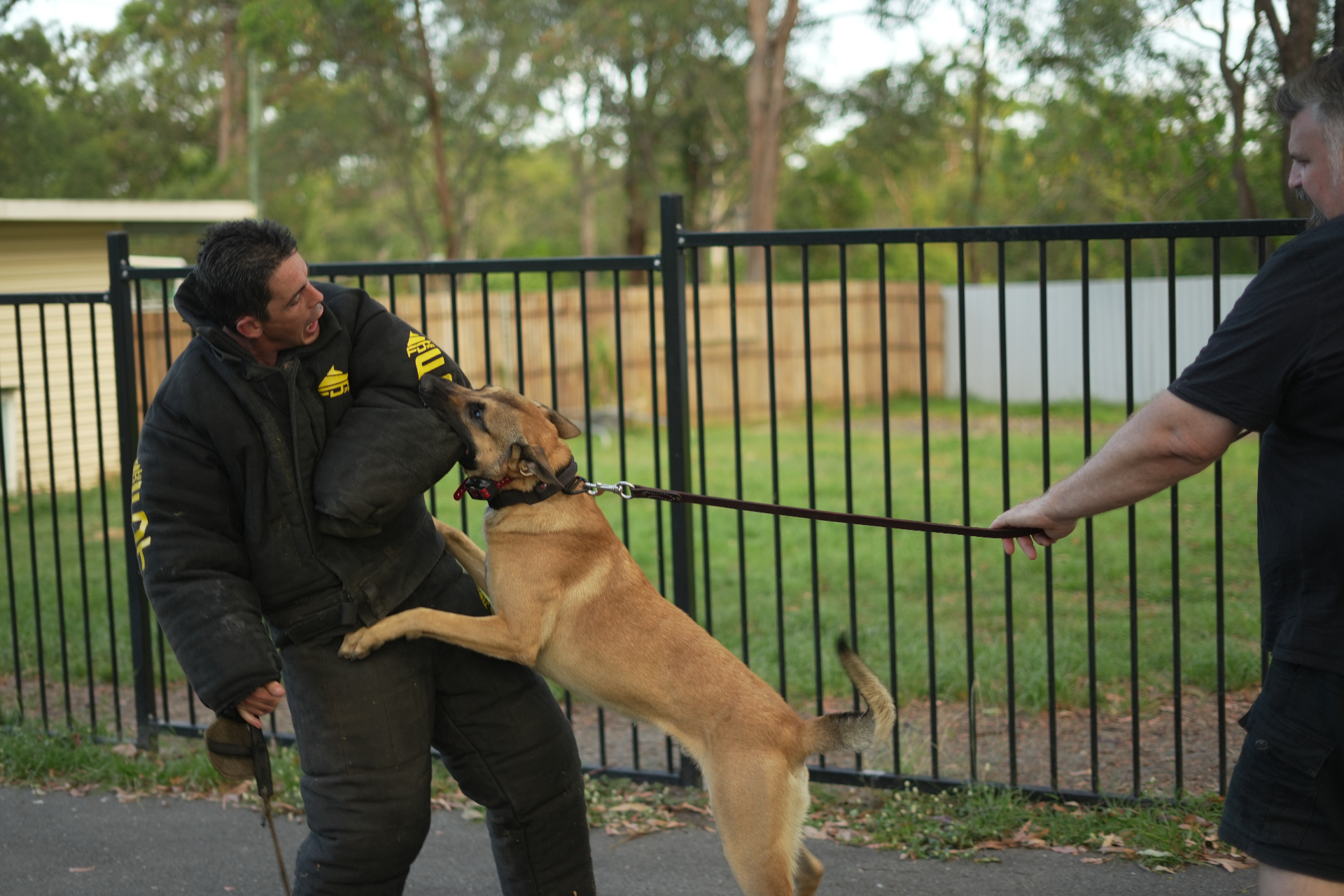 KNPV-style Malinois in bite suit training