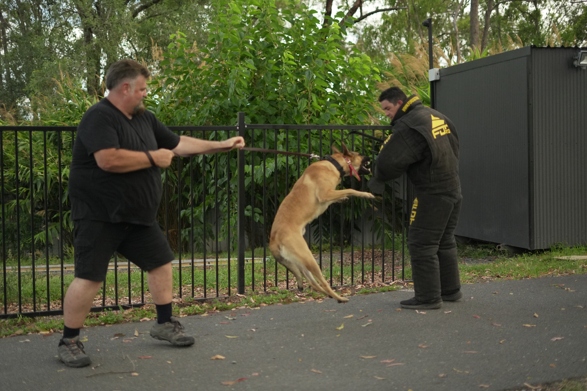 Belgian Malinois in full drive engaging a decoy in a bite suit during real protection training on the Gold Coast