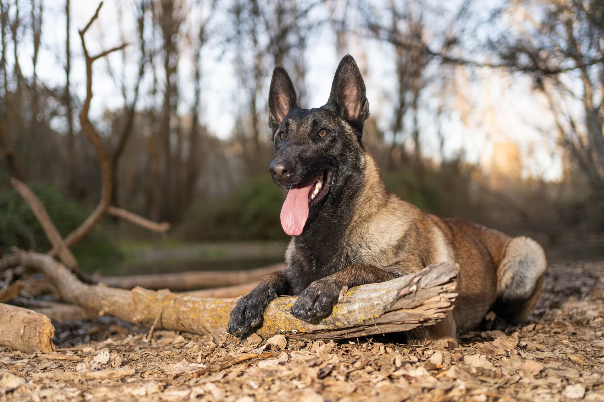 Belgian Malinois puppy from our working line breeding programme