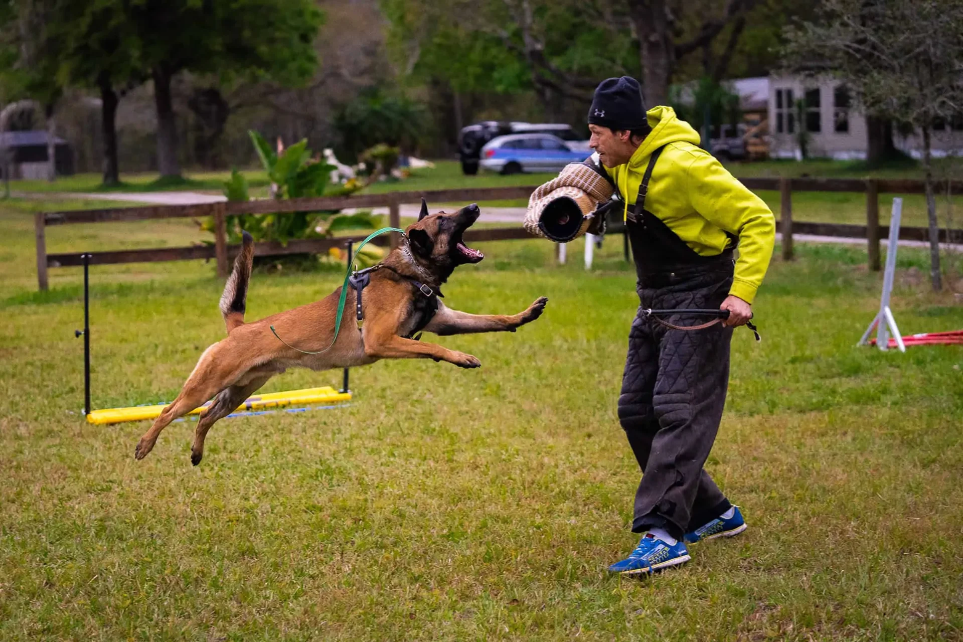 Belgian Malinois 'Tuco' launching into a long bite on a decoy during protection training at our Gold Coast facility