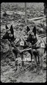 Two Belgian Malinois 'pullers' in WWII Red Cross harnesses — wartime medical cart dogs on the front line
