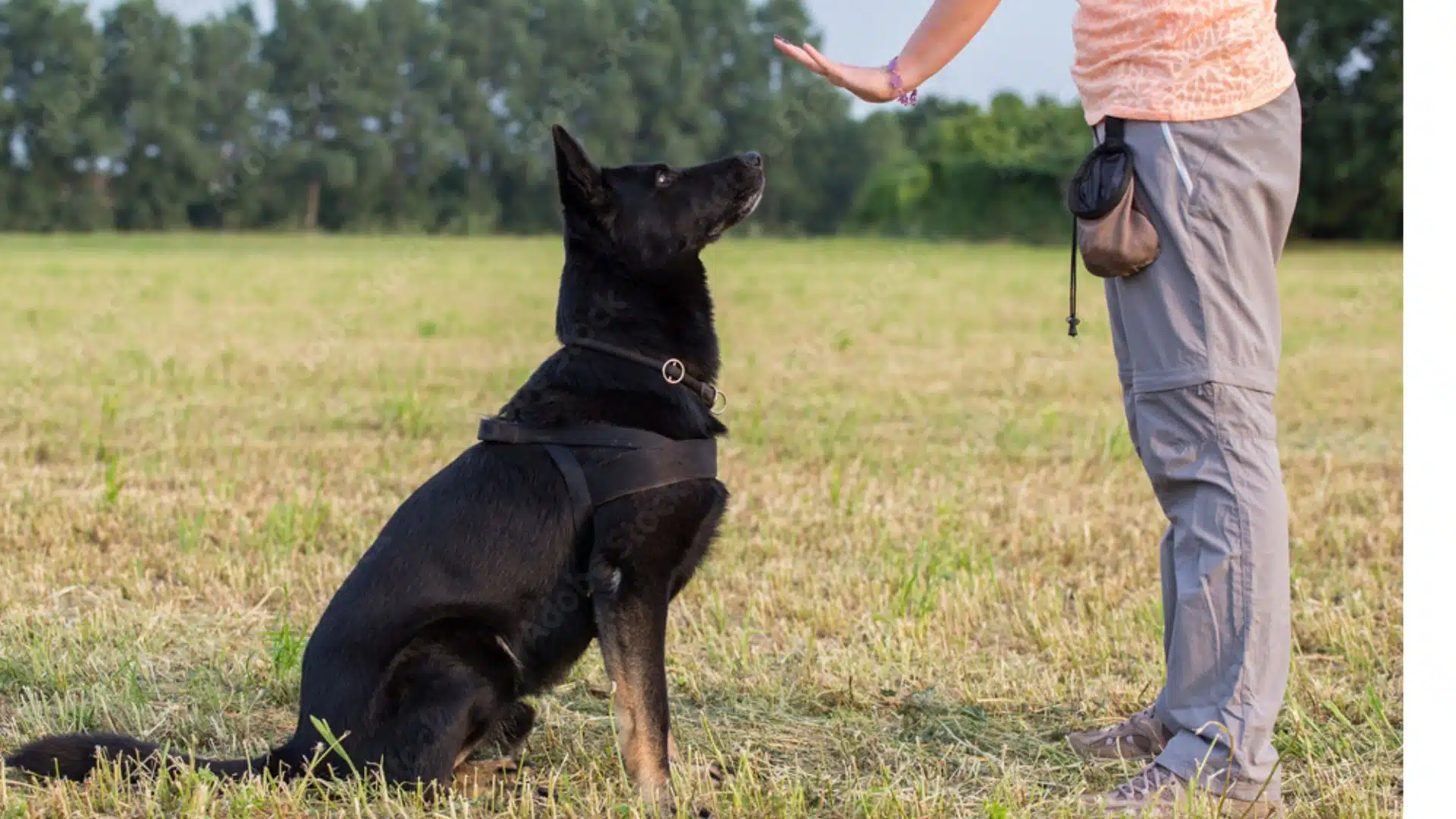 Behavioral Modification at The Watch Dog Den — specialising in rehabilitating dogs others won't handle — aggression, reactivity, and anxiety