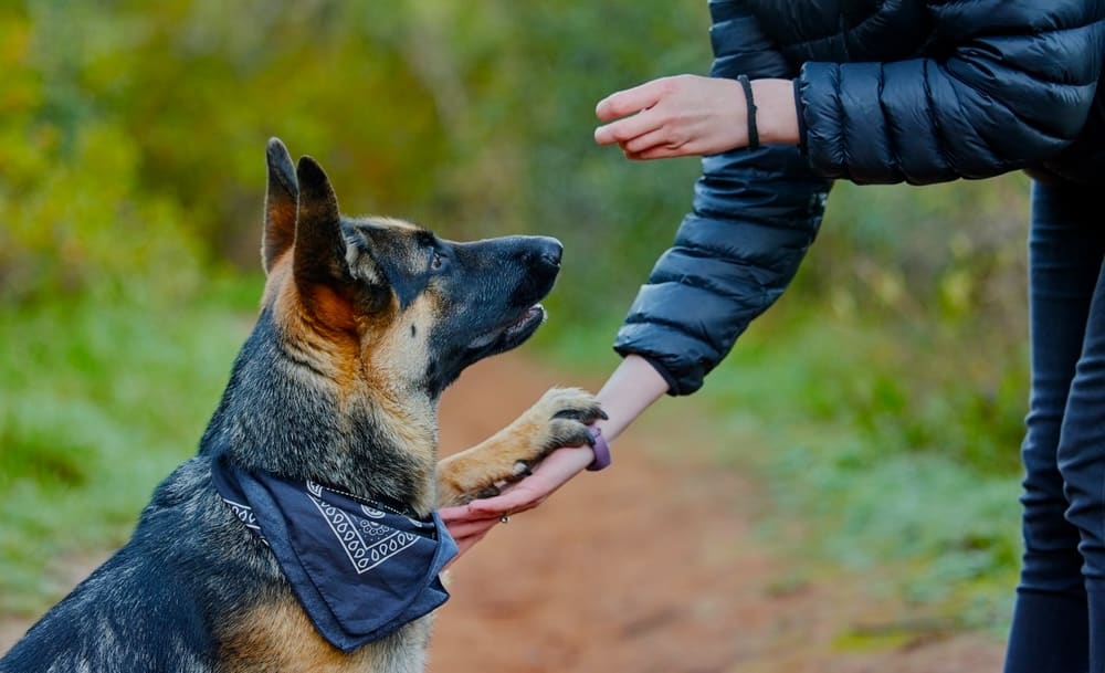 Obedience Training at The Watch Dog Den — build the foundation every dog needs with reliable commands and social skills for any environment