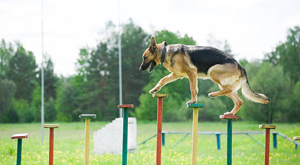German Shepherd negotiating an agility course at The Watch Dog Den's Nerang training facility