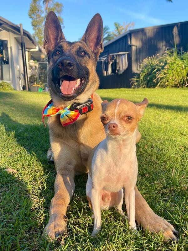 Zeke and Taco, our working line Belgian Shepherd, lying down in a relaxed pose at home