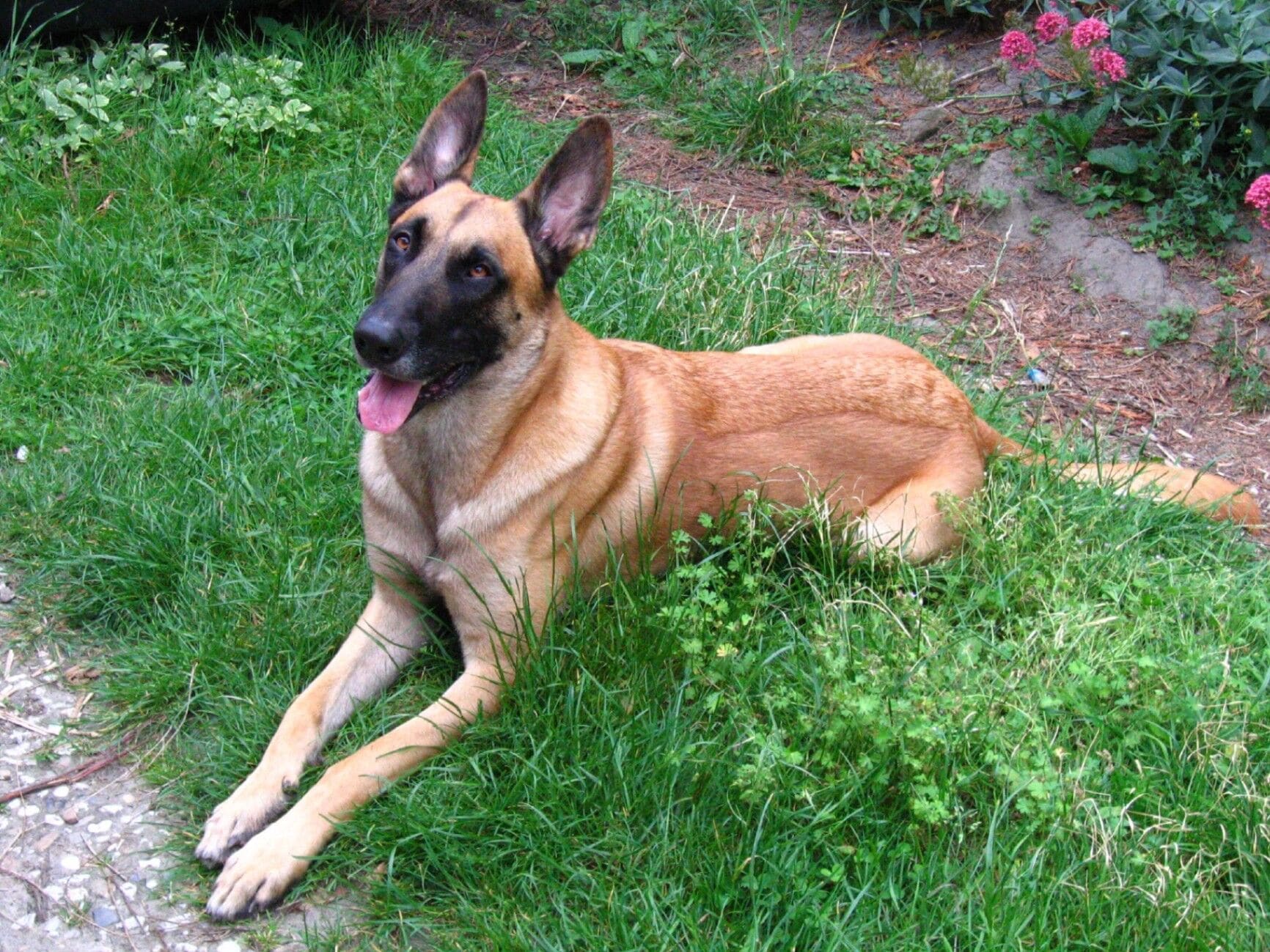 Adult female Belgian Malinois from our breeding programme